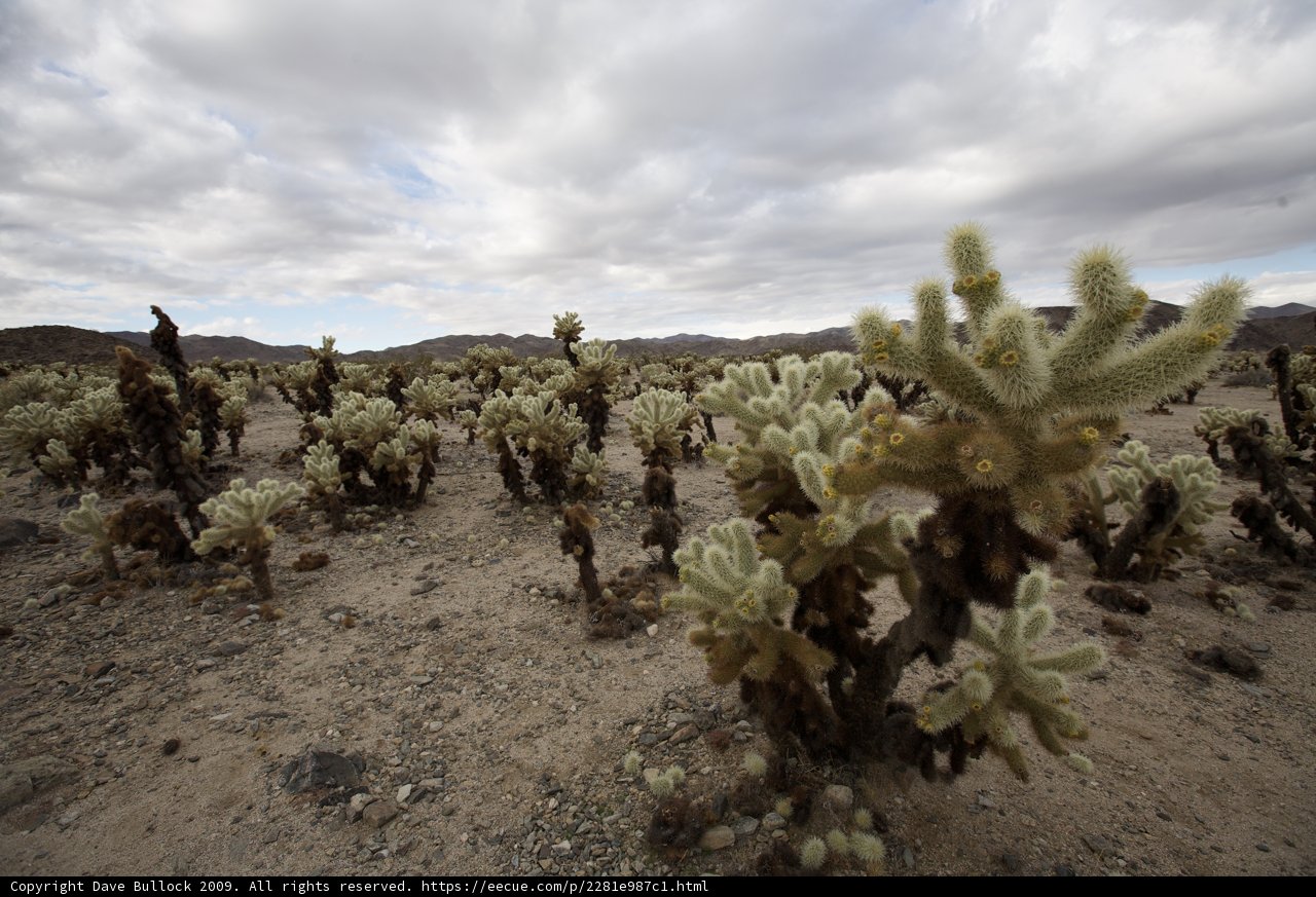 Prickly Paradise