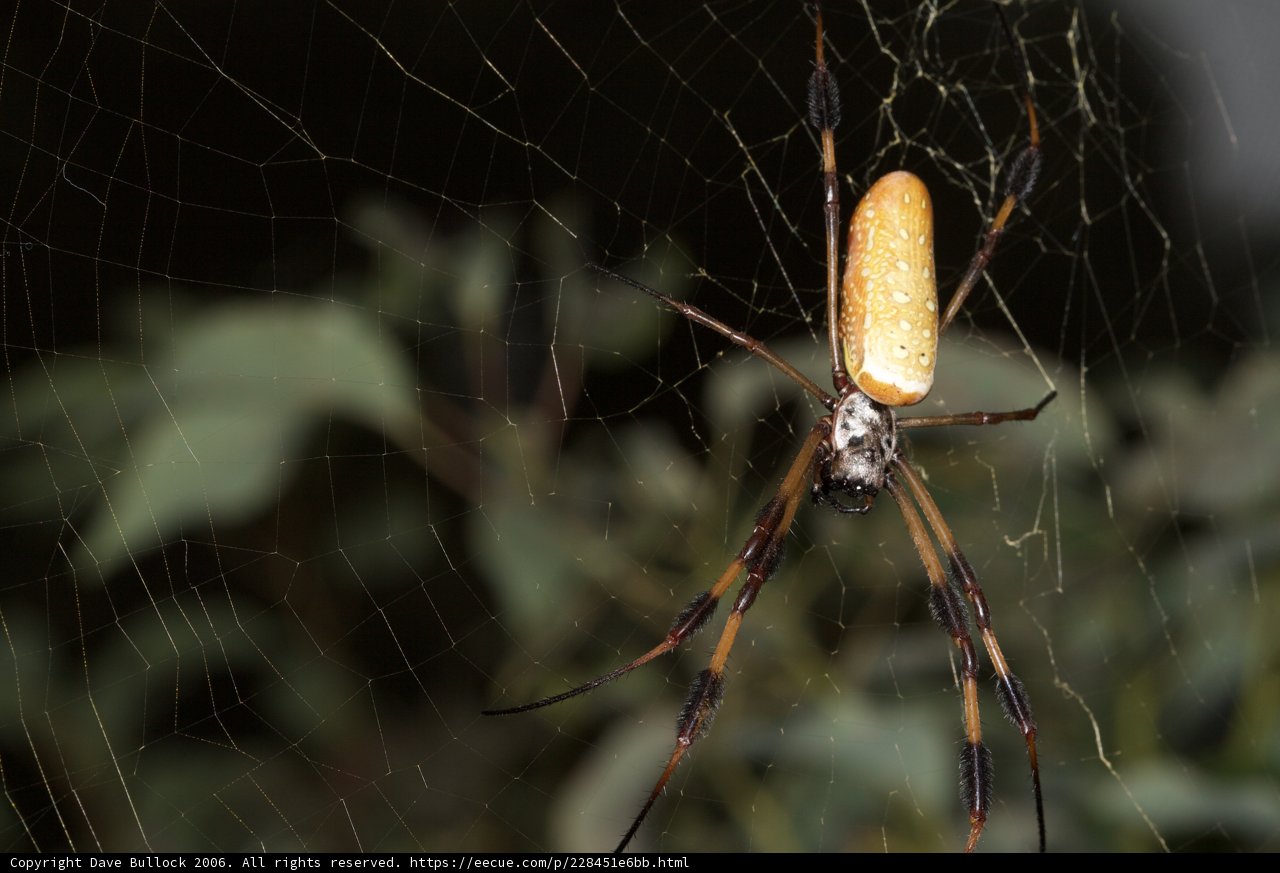 Garden Spider Strikes a Pose
