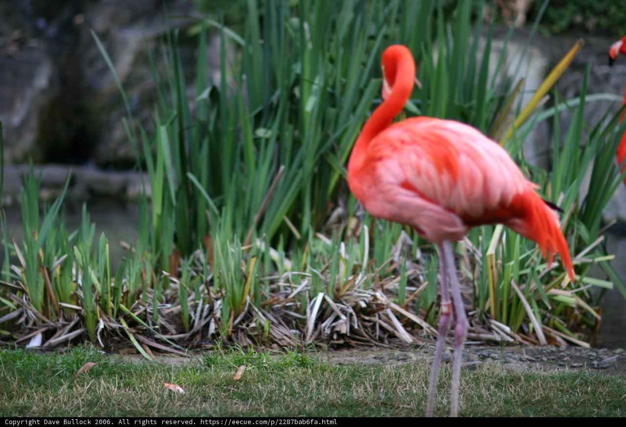 Flamingos in the Grass