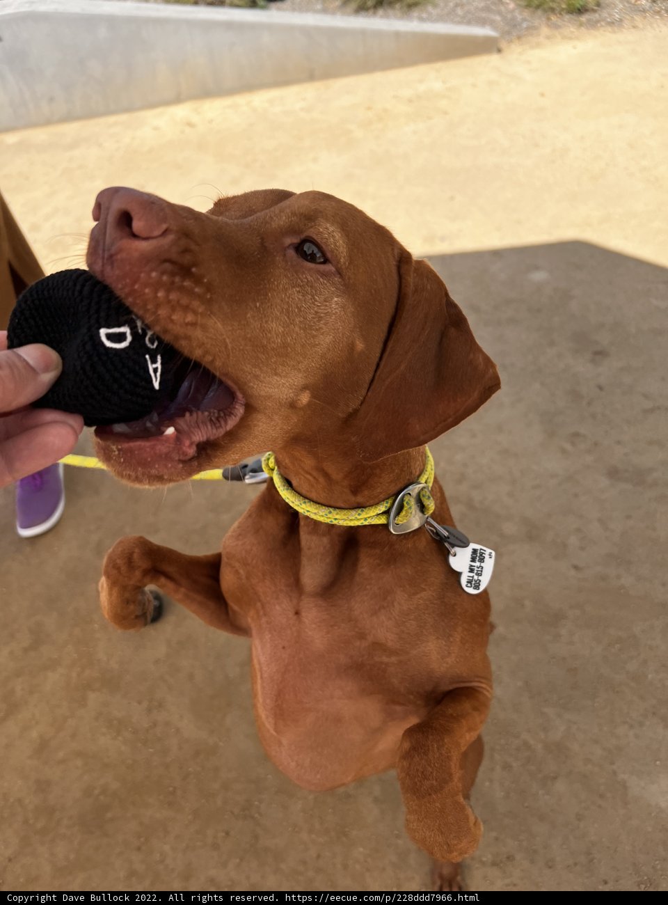 Happy Vizsla with Tennis Ball