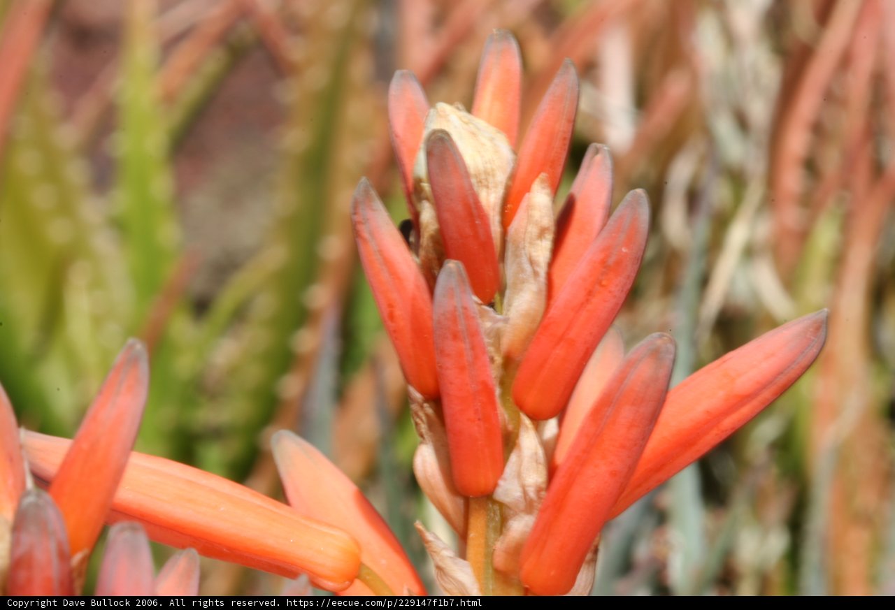 Orange Flowering Plant Close-Up