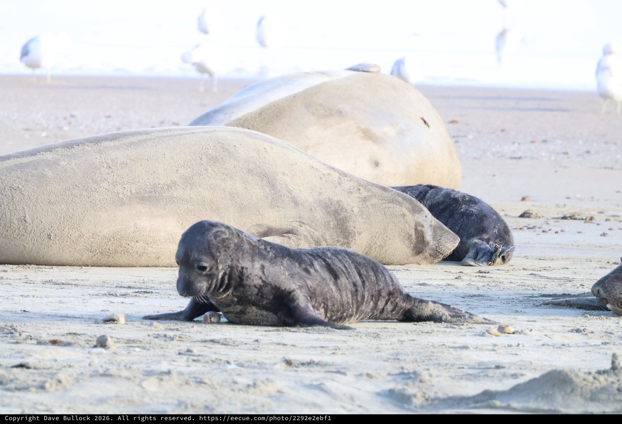 Elephant Seal Pup with Adults at Drakes Beach