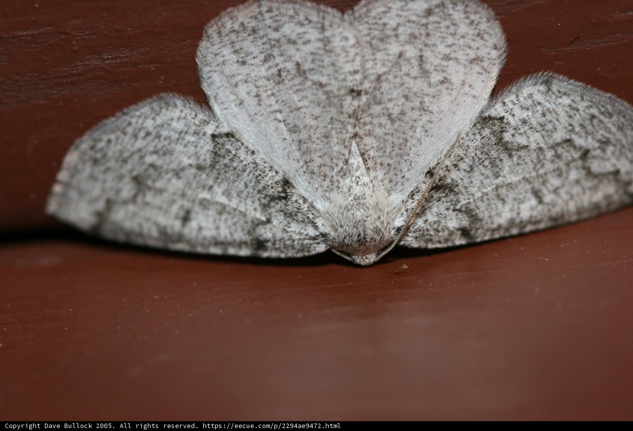 Gray Moth on a Wooden Surface