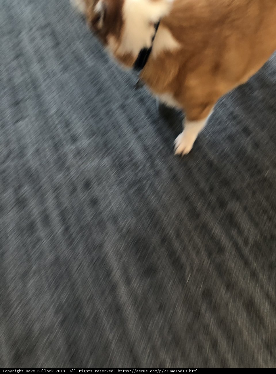 Pawsing on the Carpet
