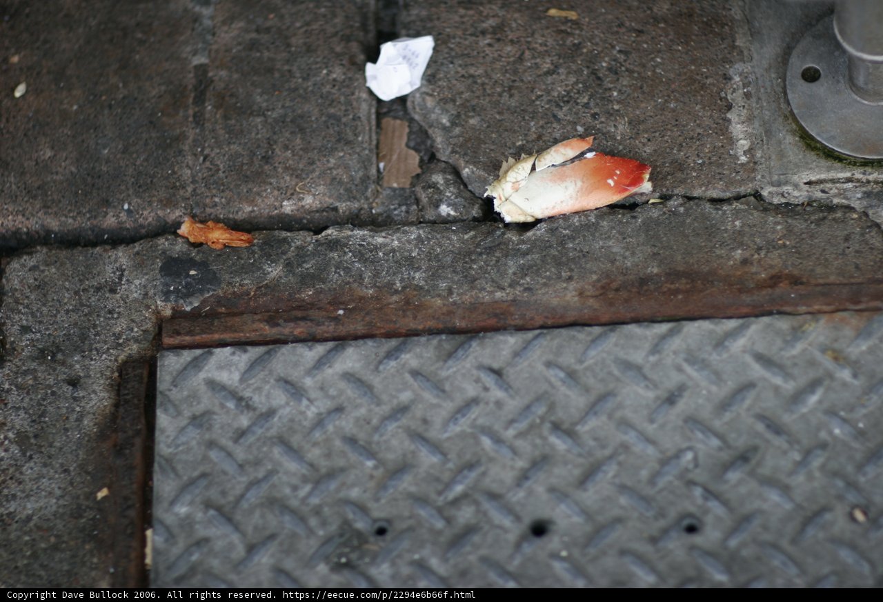 Abandoned Crab Shell on the Walkway