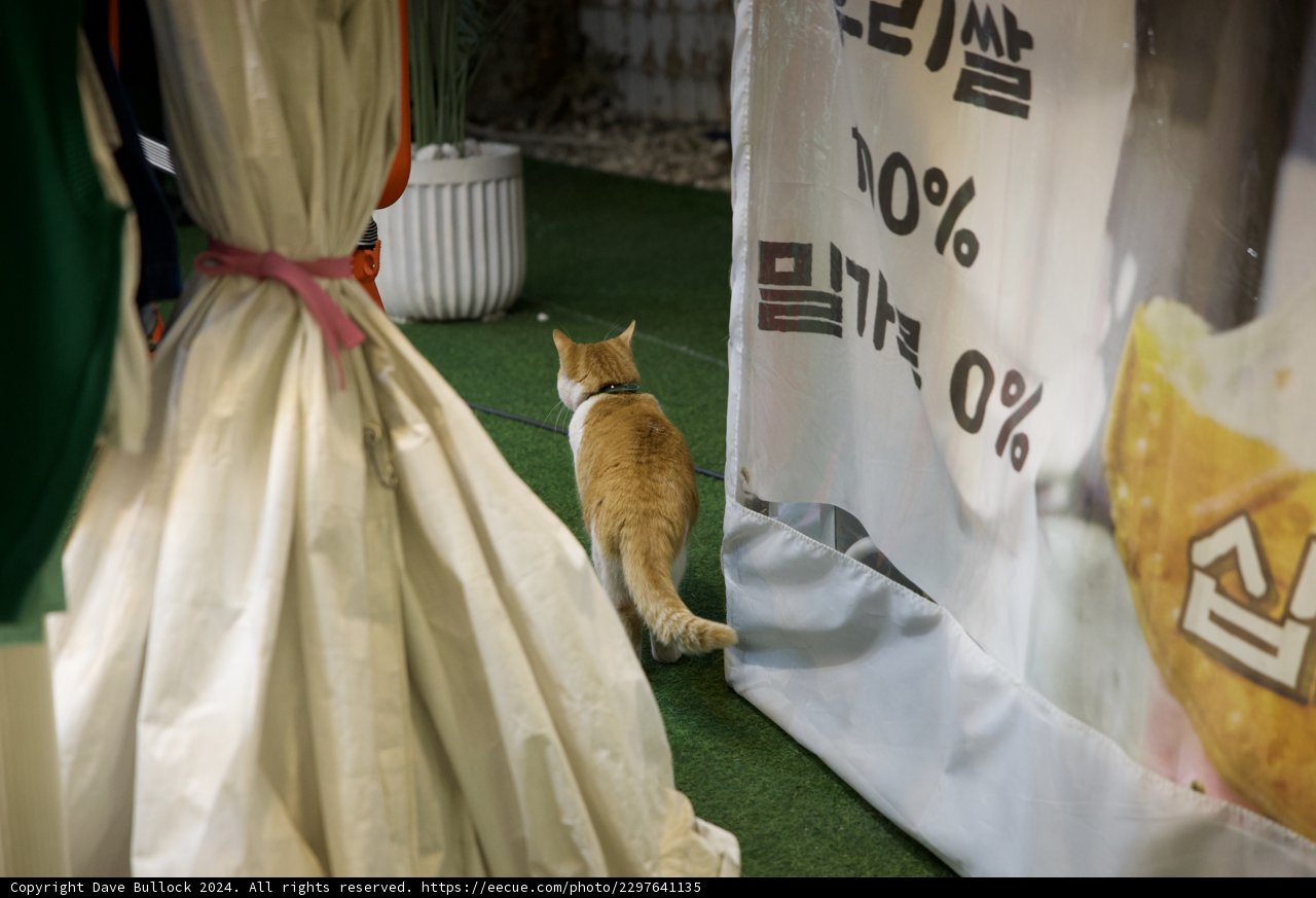 Feline Fashionista: An Abyssinian on a Stroll