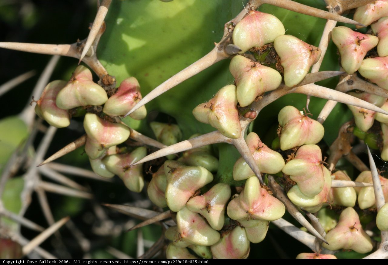 Bounty of the Cactus