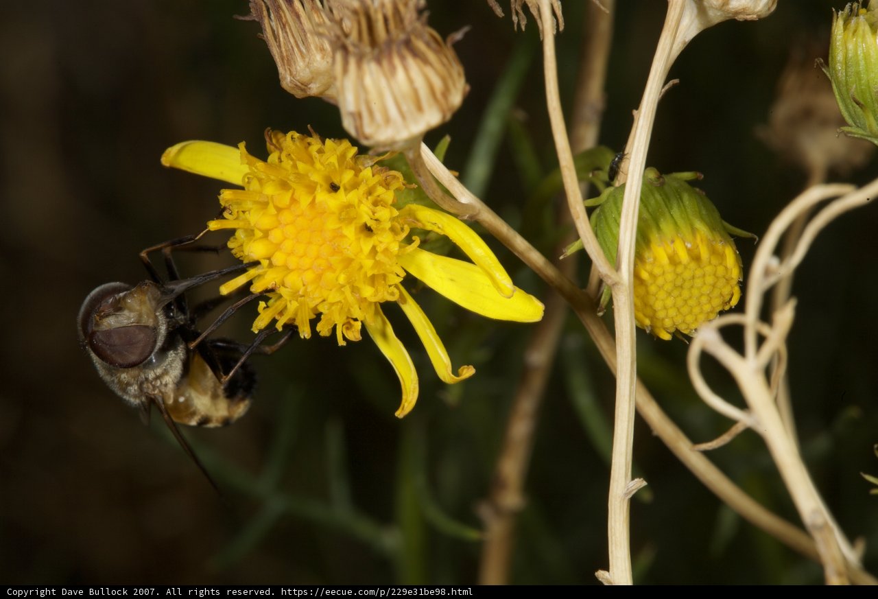 Busy Bee at Work