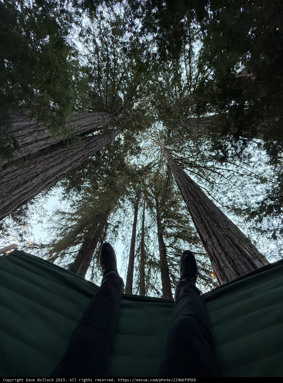 Tranquil Suspense Among Giants