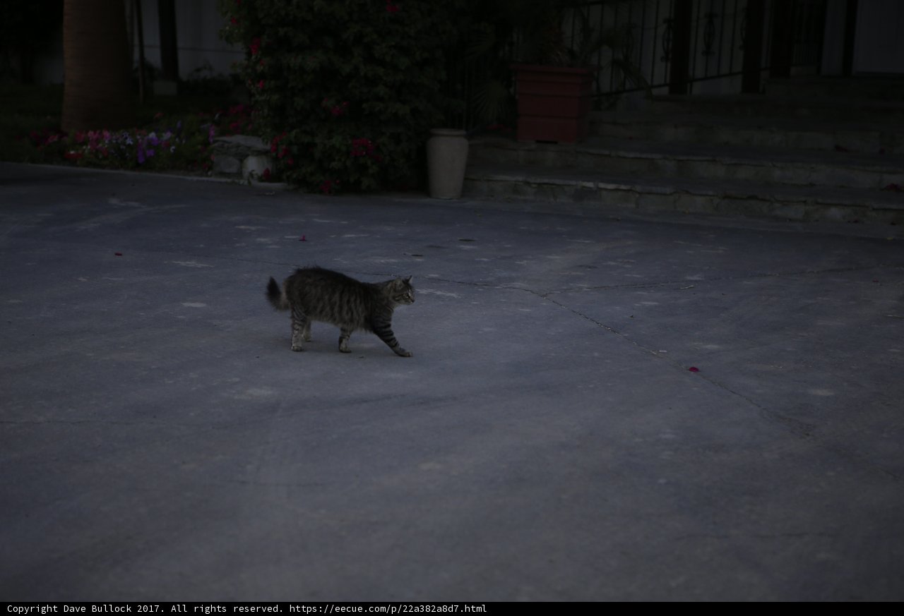 Feline Adventure in The Broad