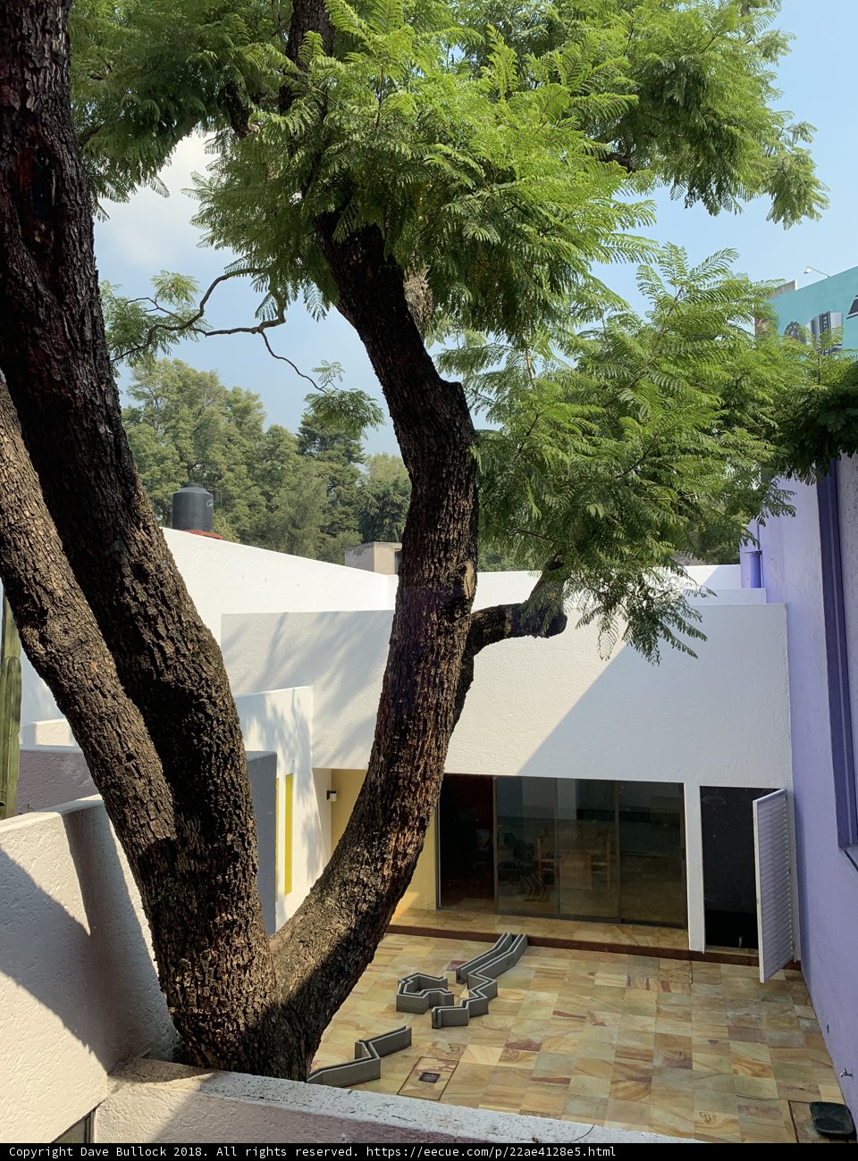 Majestic Tree in Villa Courtyard