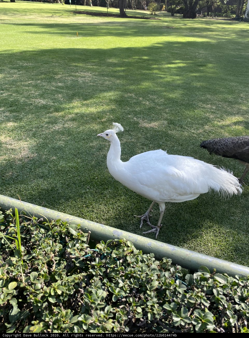 White Bird in Xochimilco