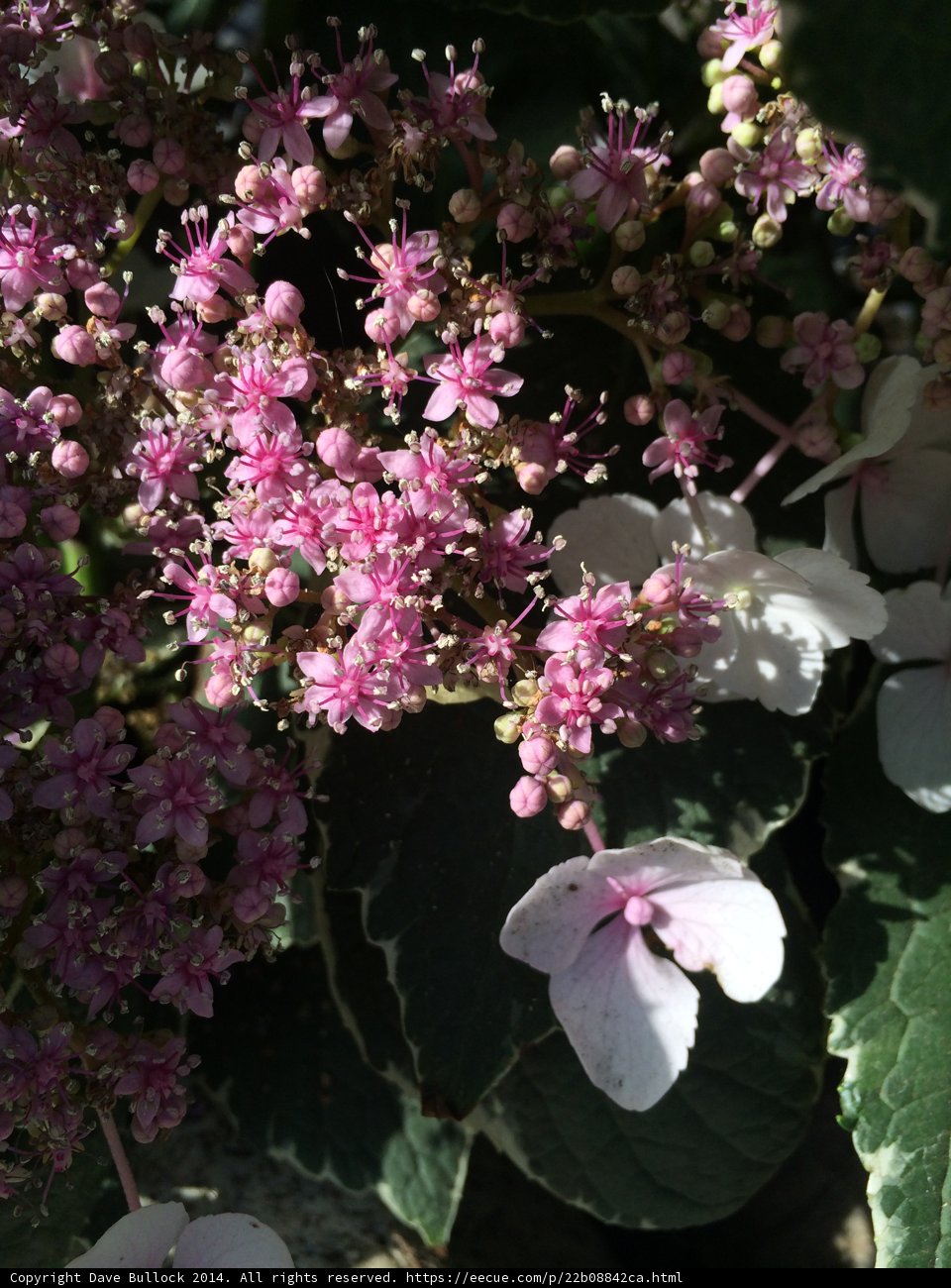 Geranium Blossoms in Altadena