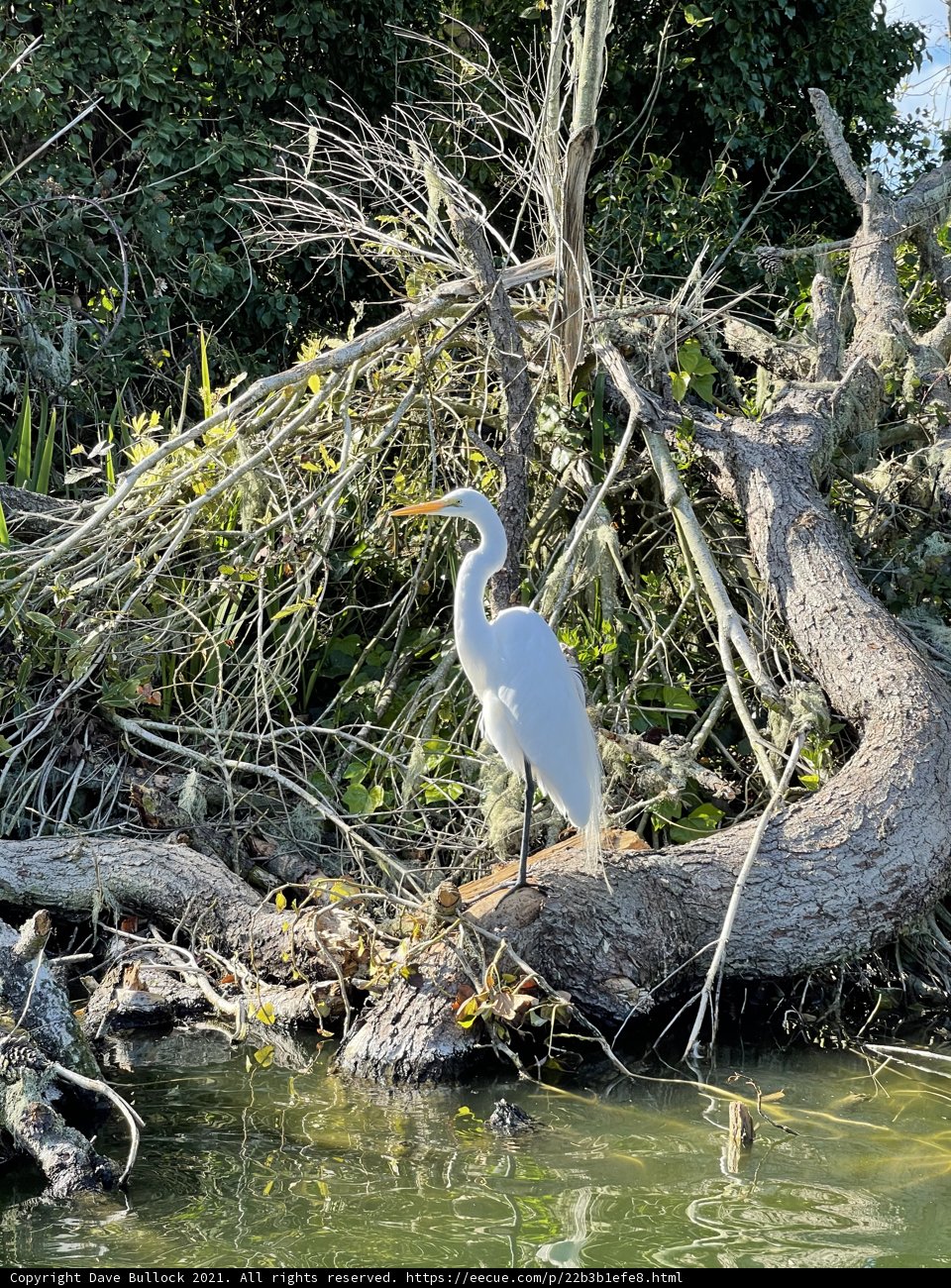 Great Egret at Stow Lake