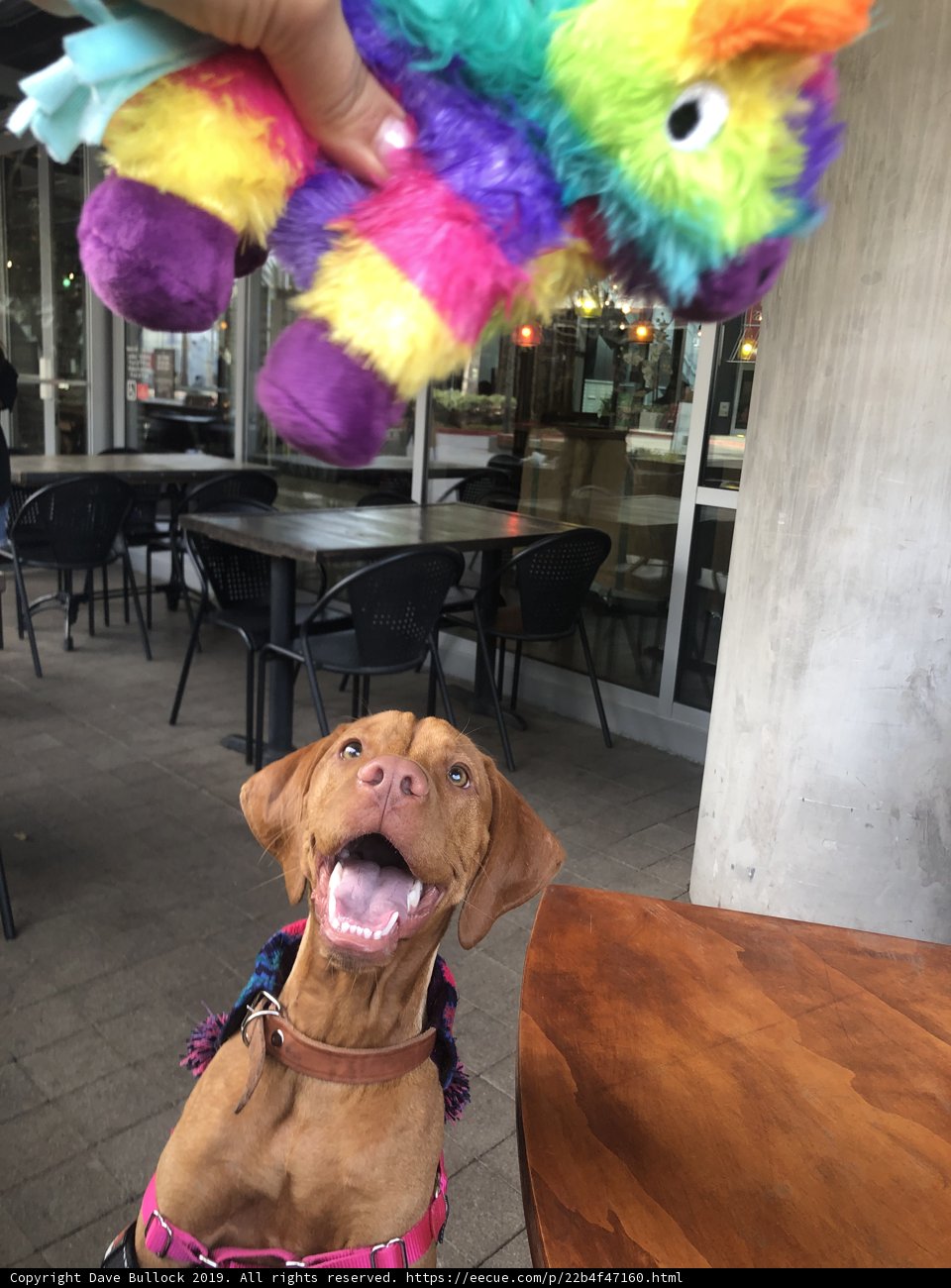 A Vizsla's Toy-Time at the Table