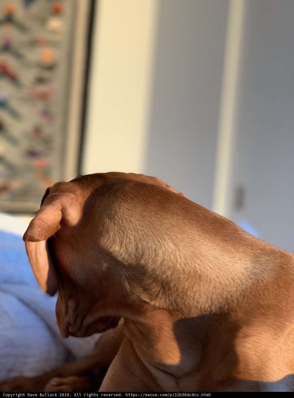 Sweet Dreams with Fido
