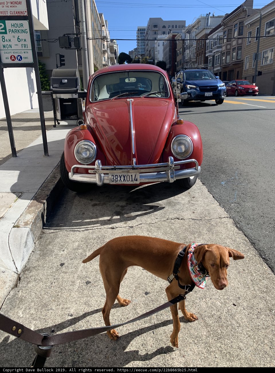 Paws on the Pavement
