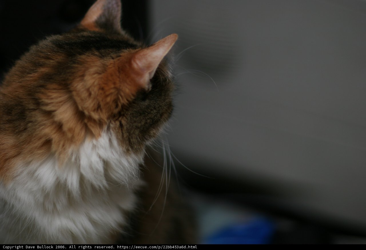 Inquisitive Manx Cat