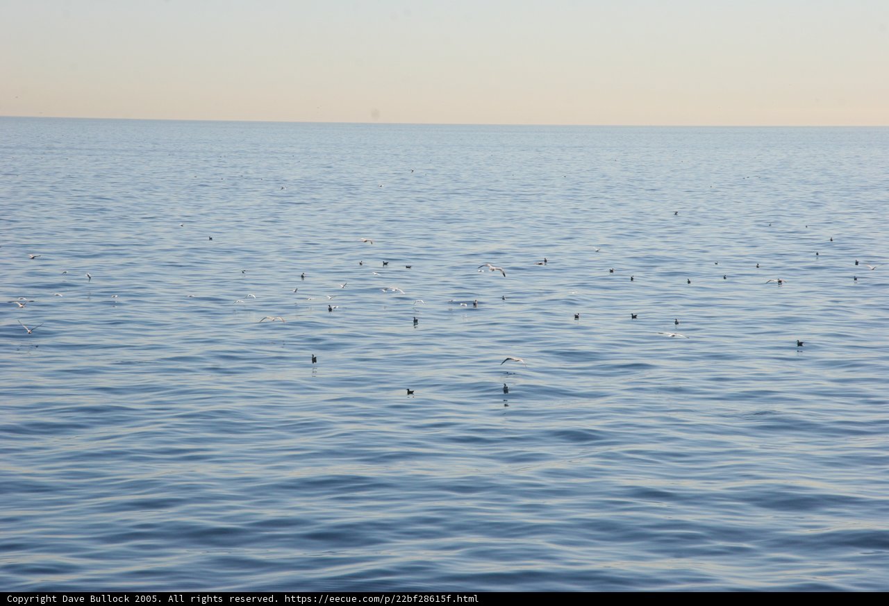 Flight Over the Sea