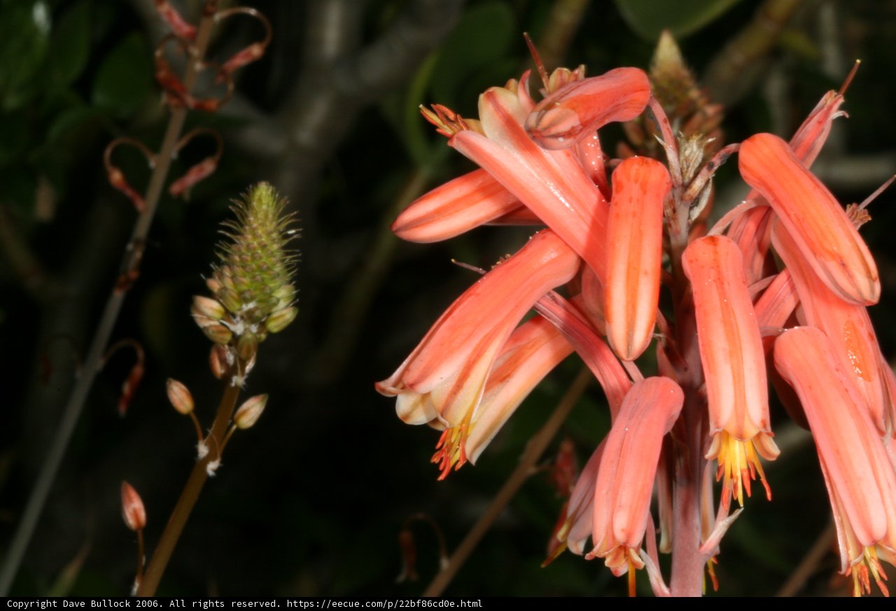 Red Acanthaceae Flower in Full Bloom