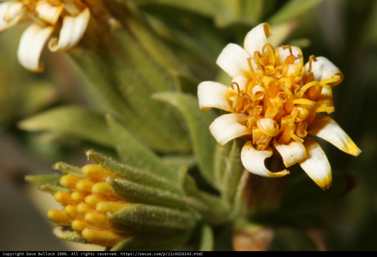 Yellow and White Daisy in Bloom