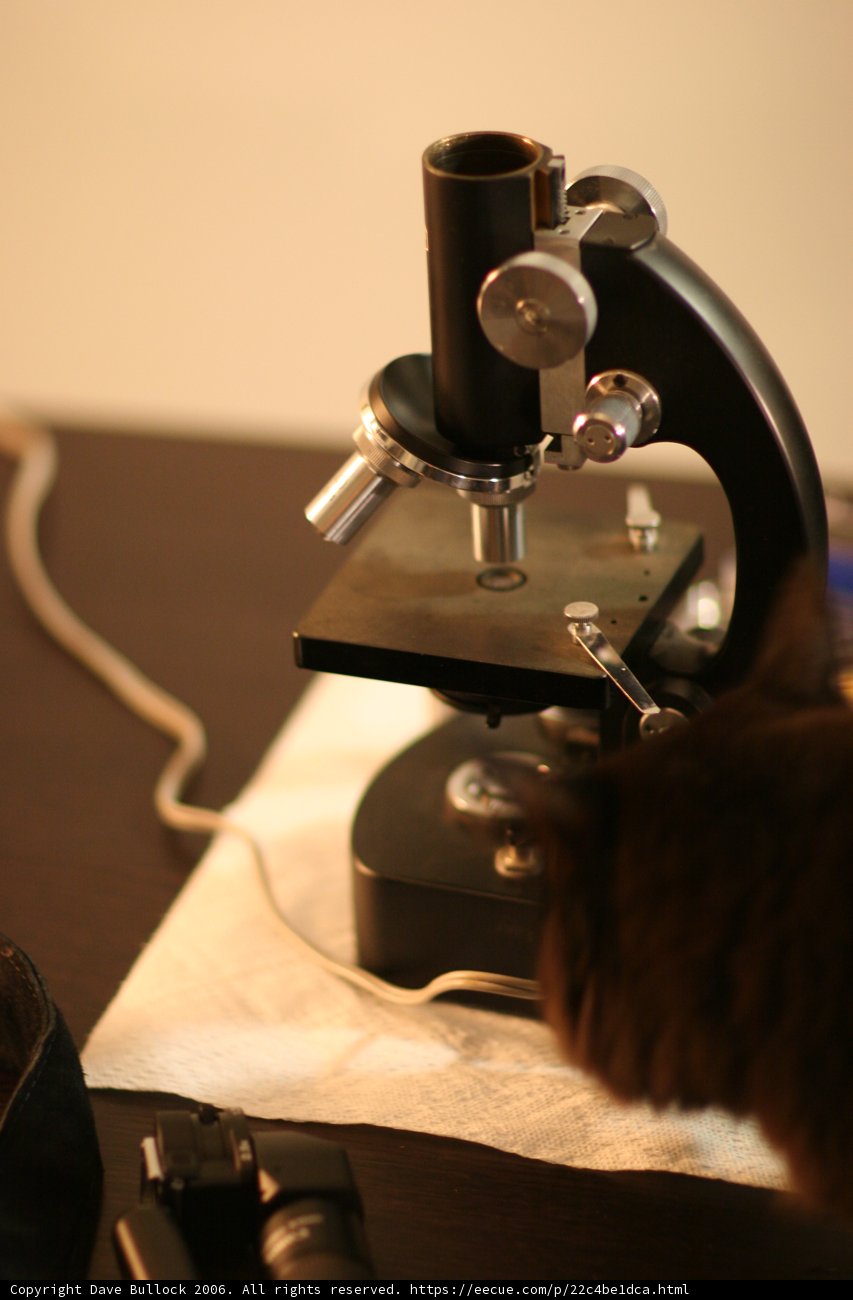 Feline Scientist