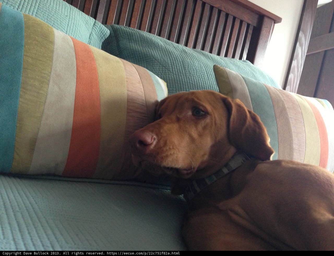 Hound on the Cushion: Cozy Home Decor