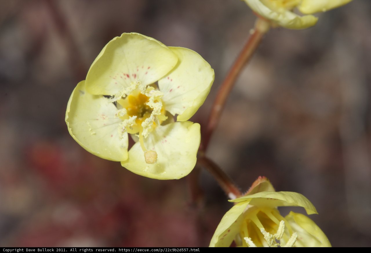 Yellow Wildflowers with Red Centers