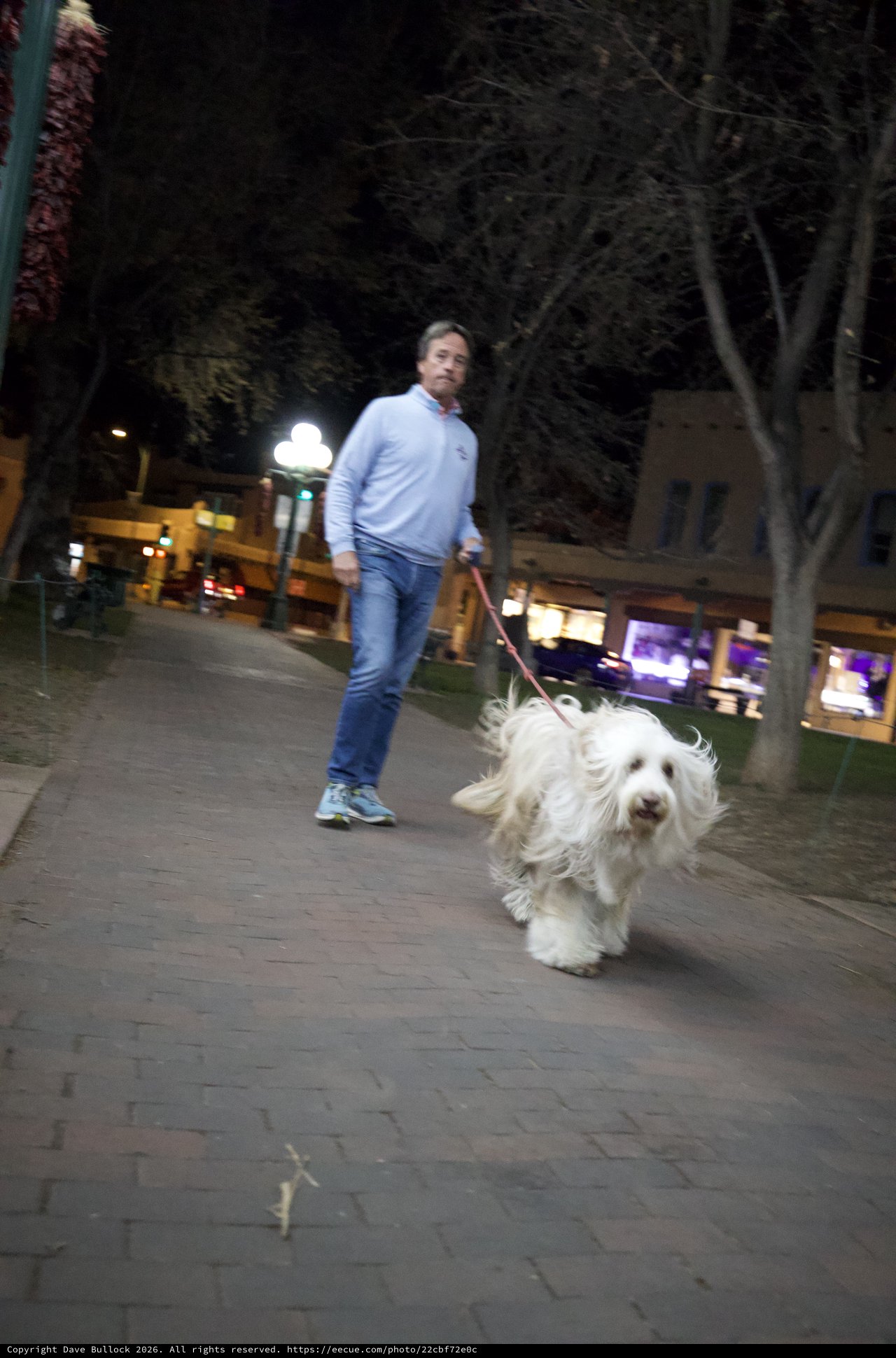 Evening Walk with Fluffy White Dog in Urban Plaza