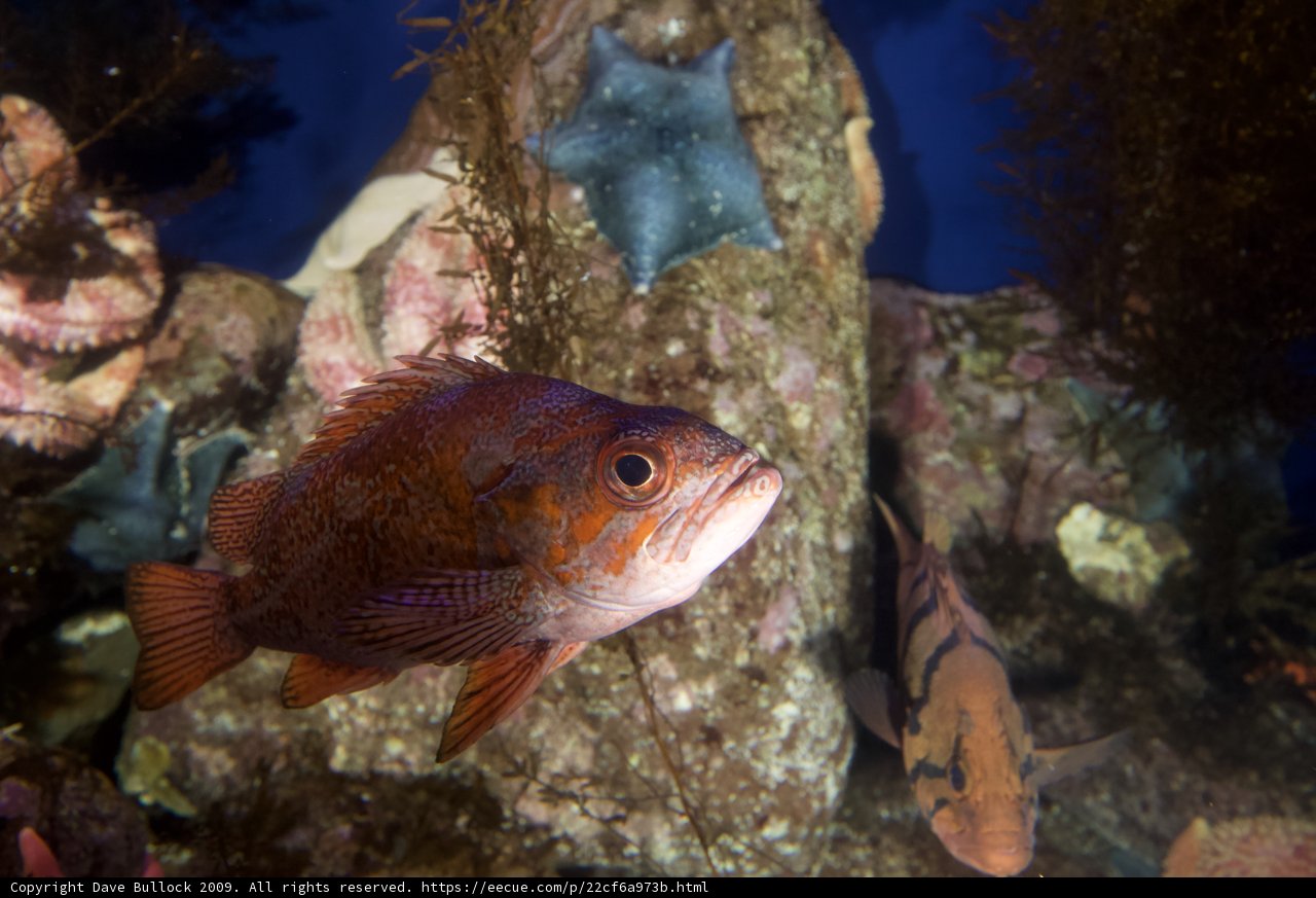 Swimming Amongst the Coral Reef