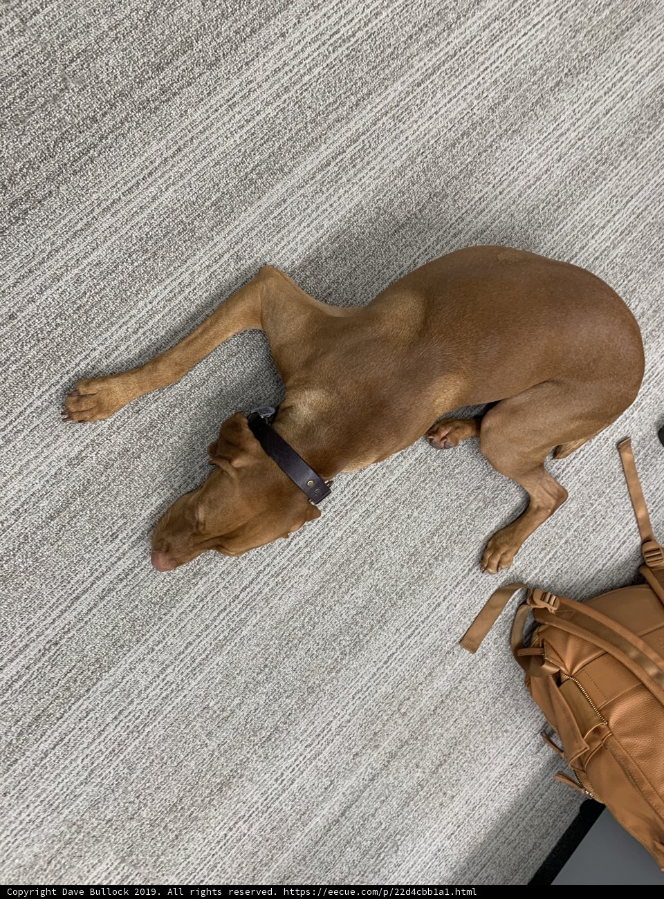 Furry Vizsla Dreams of Adventure