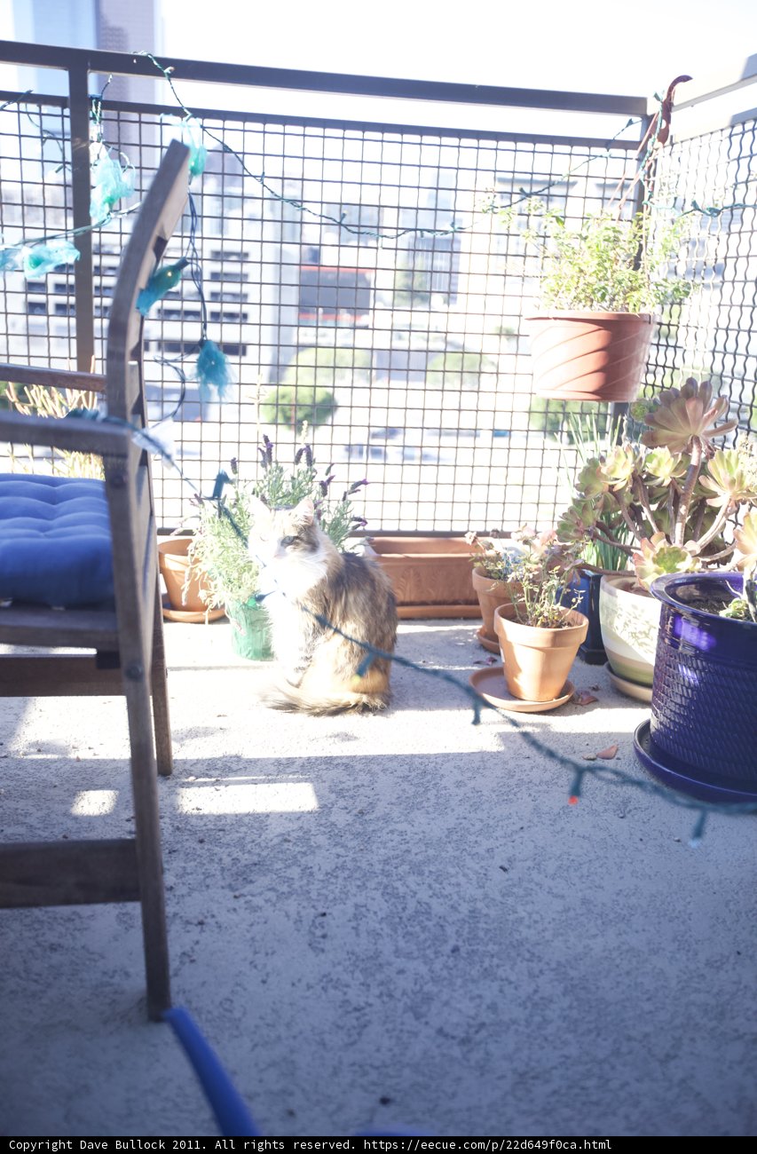Feline Relaxation on the Balcony