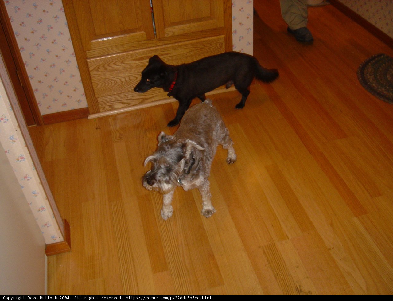 Furry Friends on Hardwood