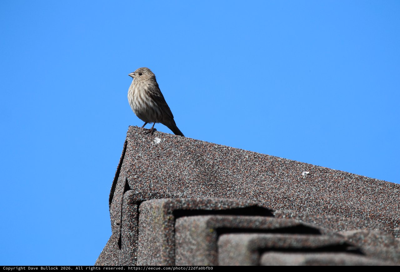 House Finch Perched on Rooftop Against Clear Blue Sky