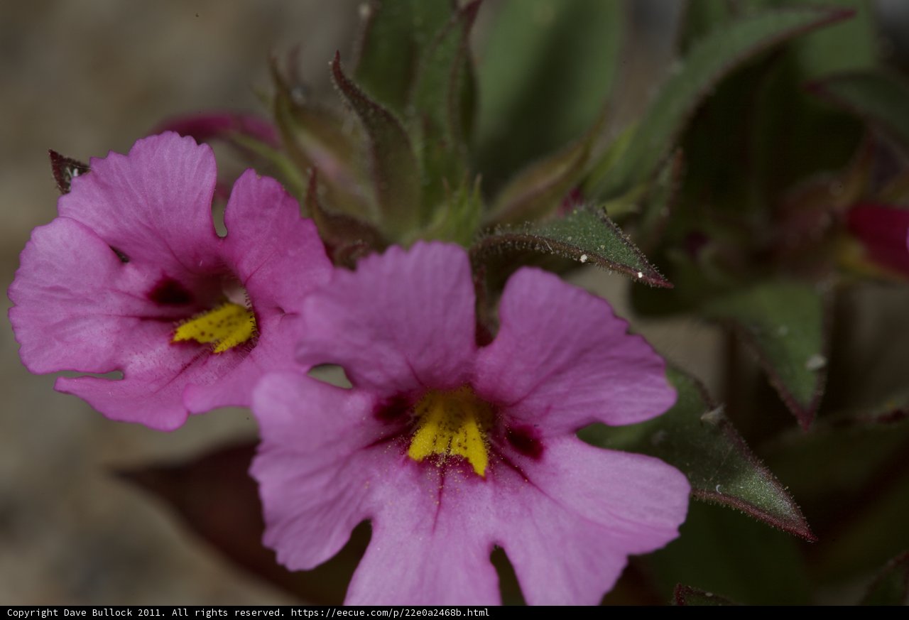 Pink Blooms with Yellow Centers