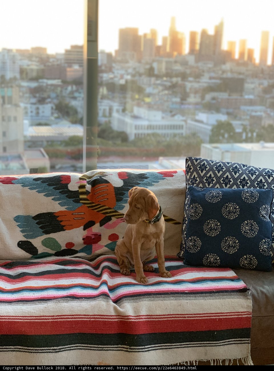 Cozy Canine on the Couch