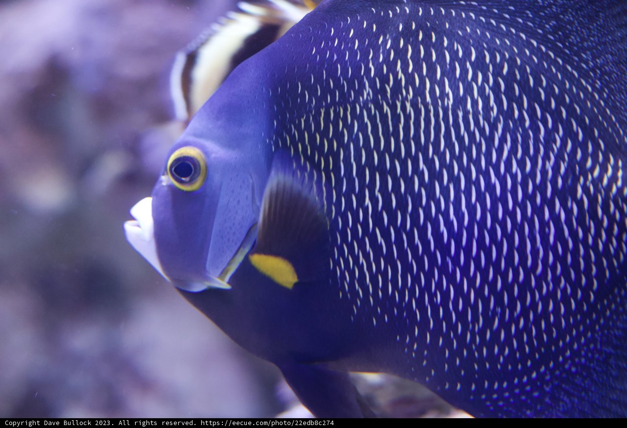 Exquisite Encounter with the Deep Blue