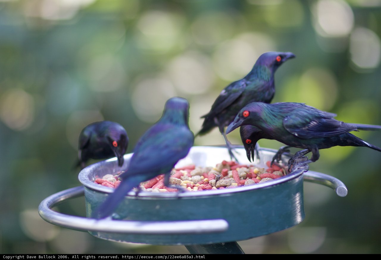 Feasting Flock