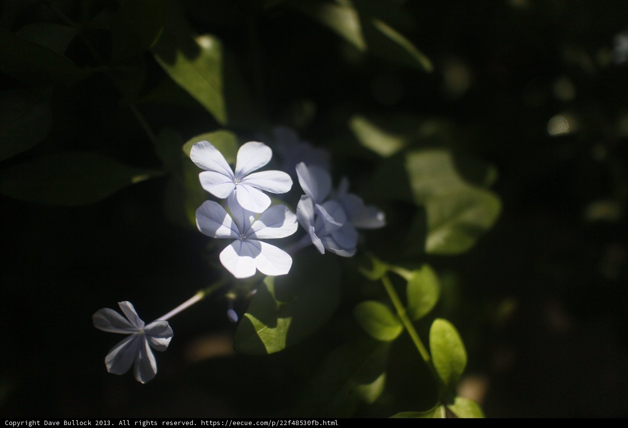 Blue Geranium Flowers in Altadena