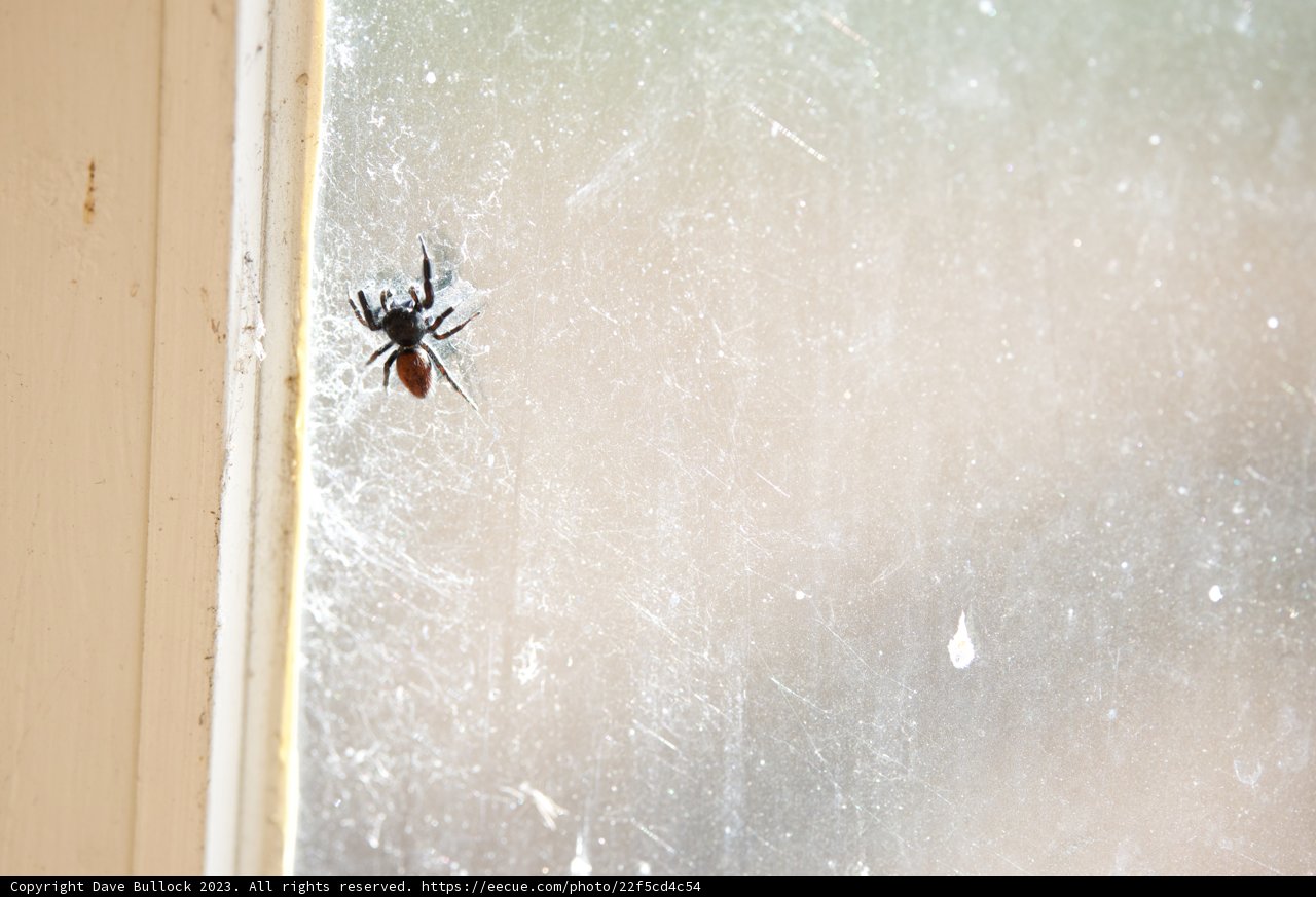 Arachnid Afternoon