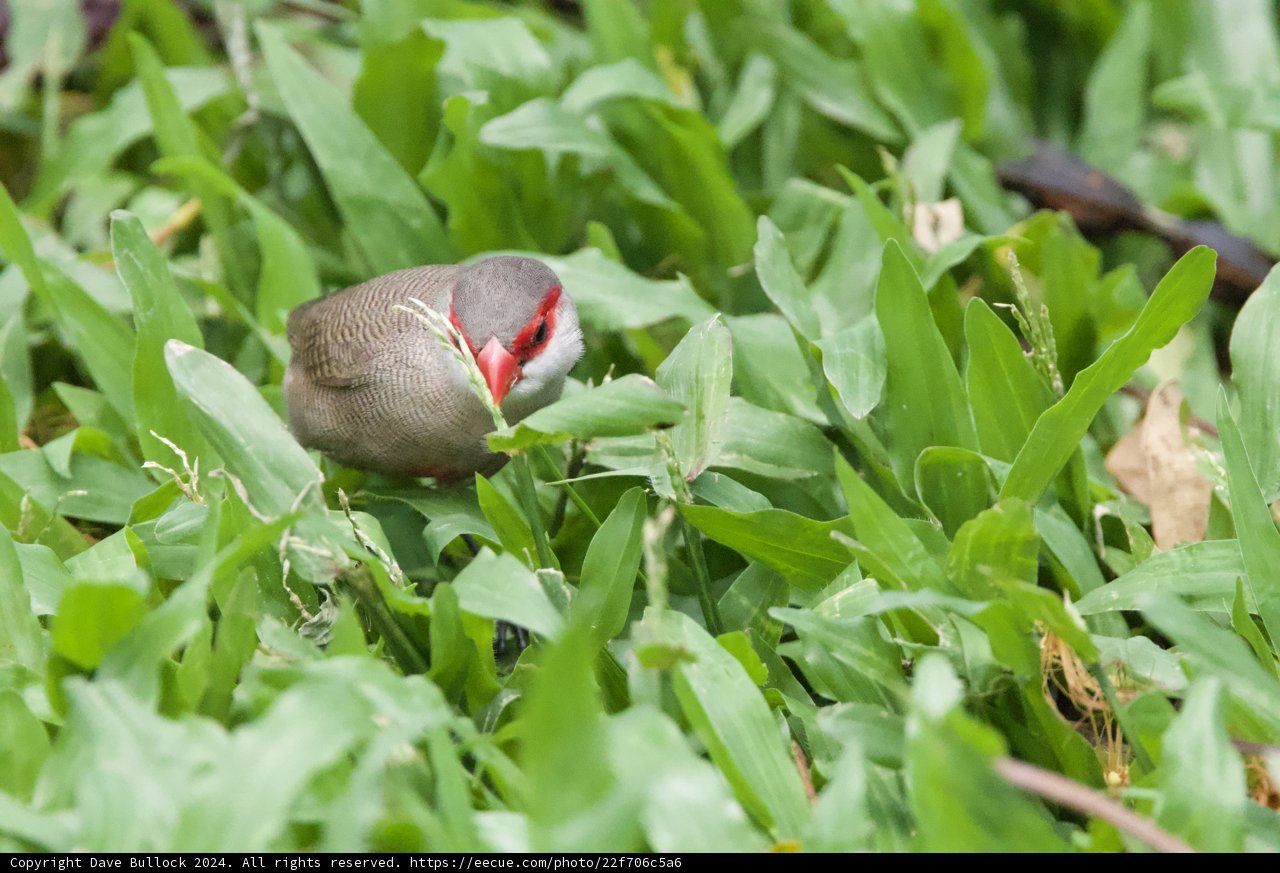 A Finch Among Foliage at Honolulu Zoo