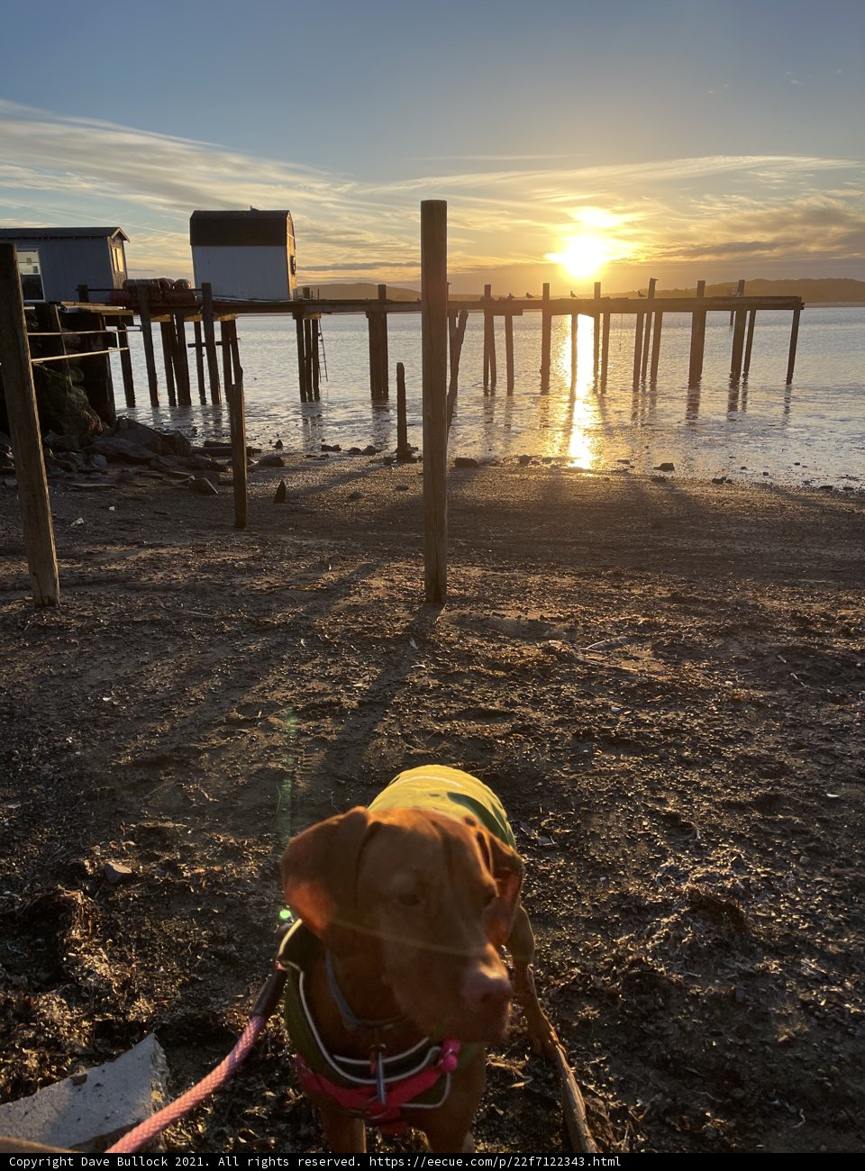 Sunset Adventure with the Furry Friend