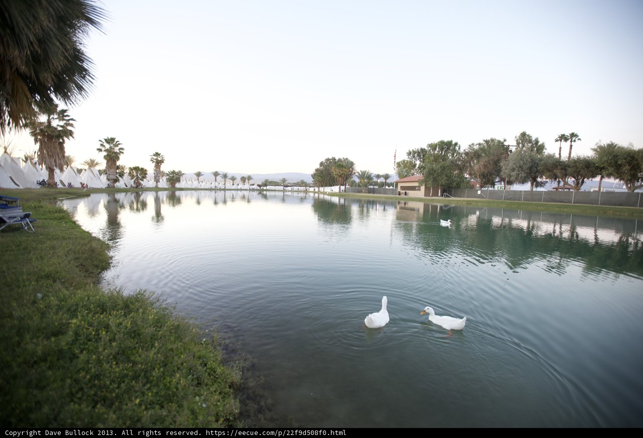 Serene Swans