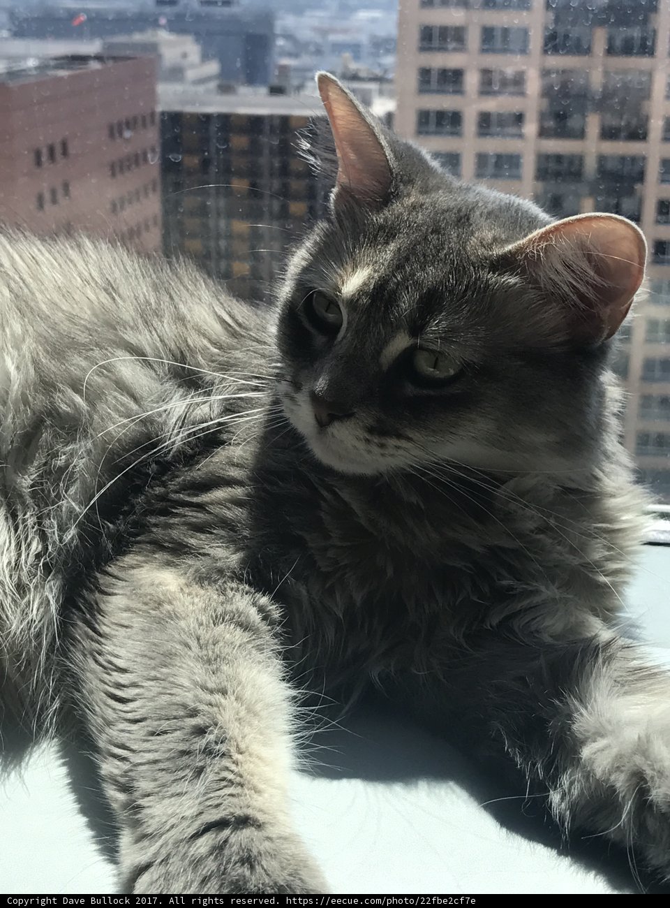 City Cat on the Window Sill