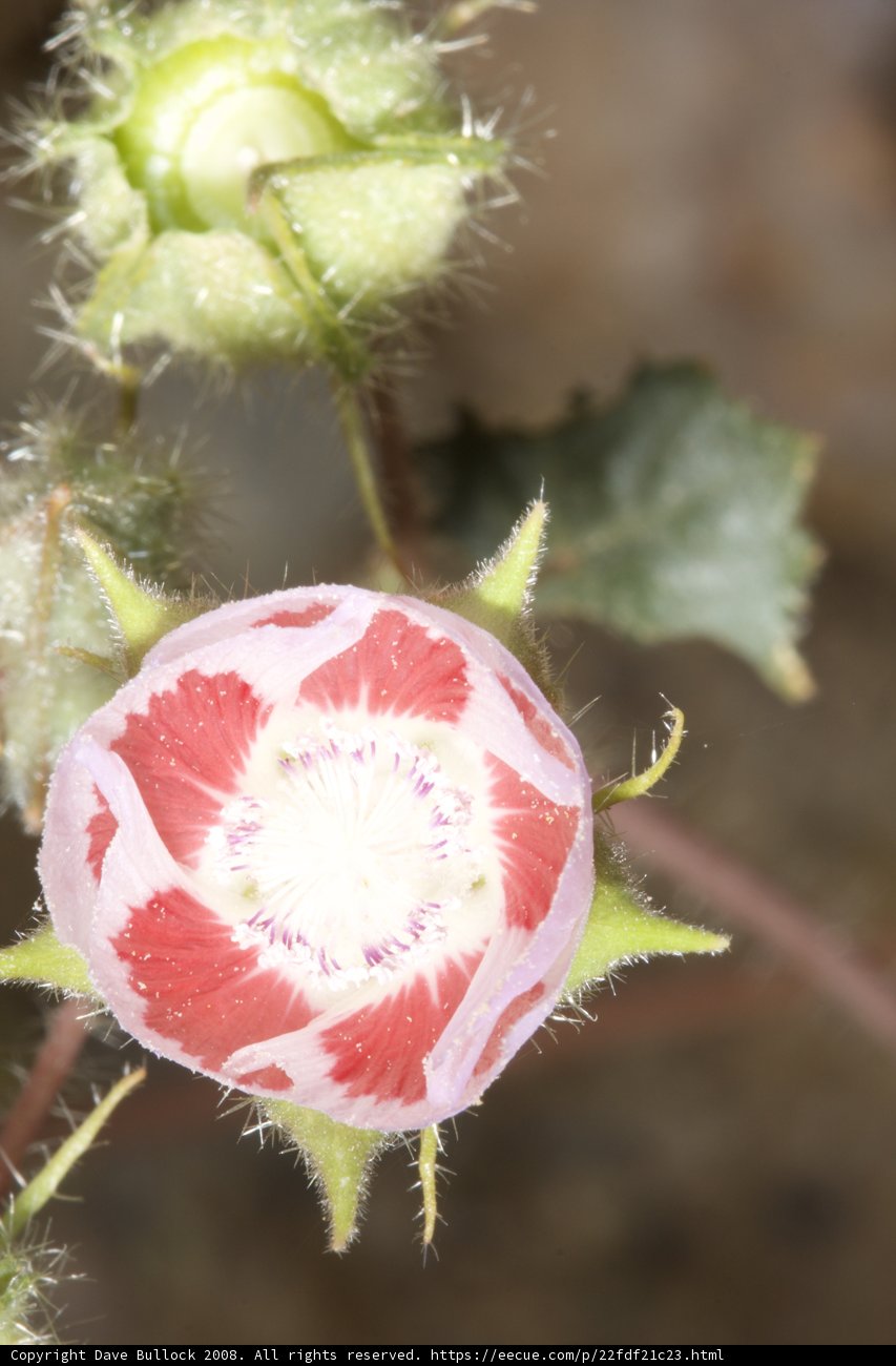 A Close-up of a Beautiful Flower with White Center