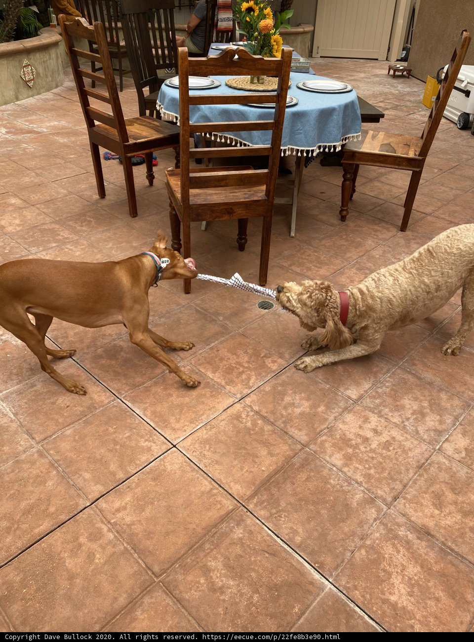 Tug of War Fun between Furry Best Friends