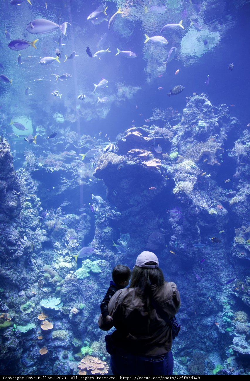 Captivating Glimpses of Aquatic Life