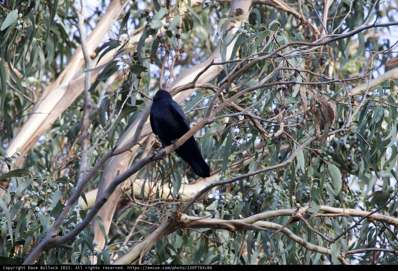 The Intriguing Blackbird of Fort Mason