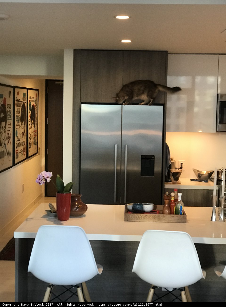 Feline Fridge-topper
