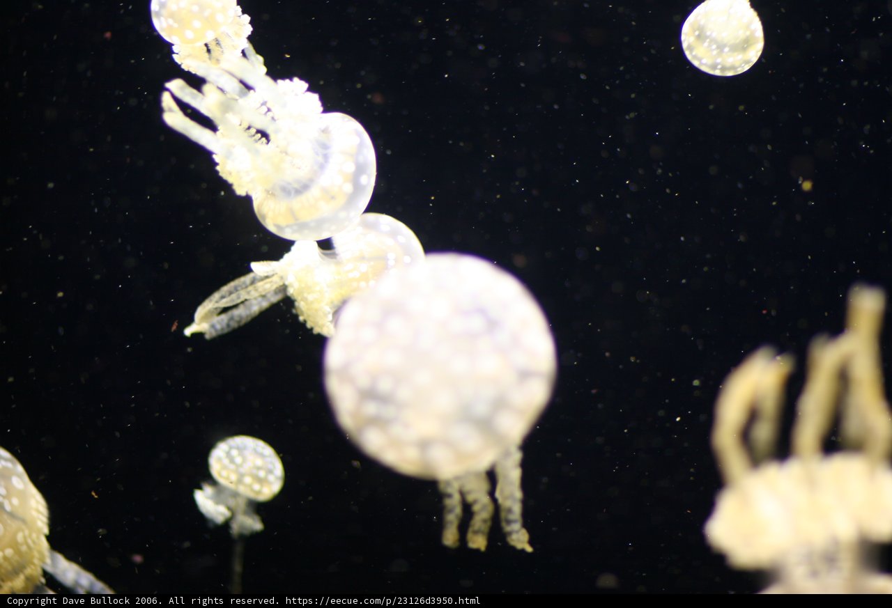 Graceful Jellyfish Dance